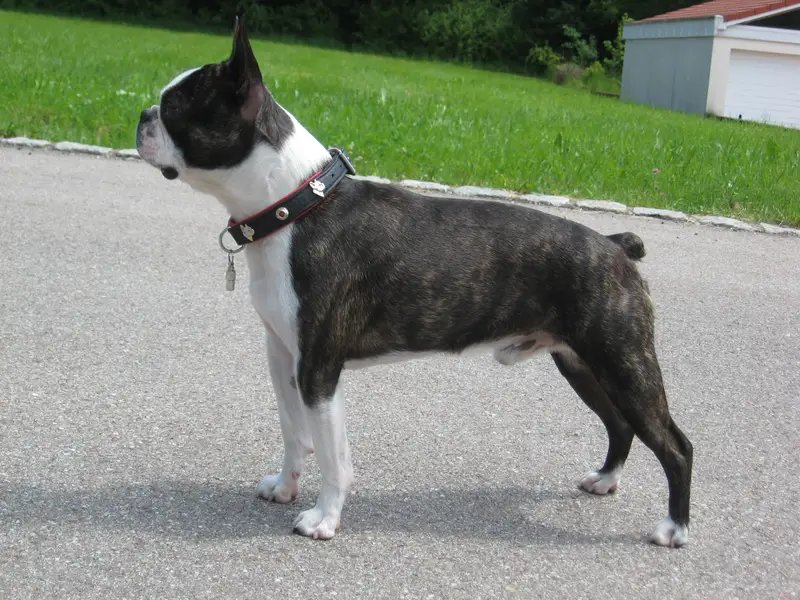 Boston Terrier - Non-Sporting breed, Affectionate and Alert