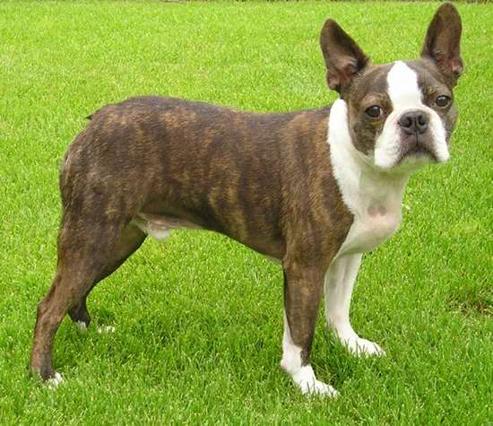 Boston Terrier photo thumbnail 2