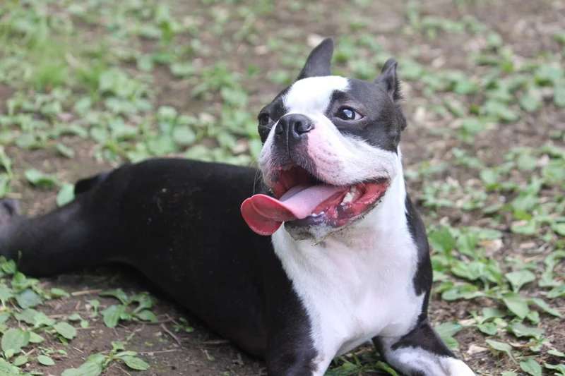Boston Terrier photo thumbnail 3