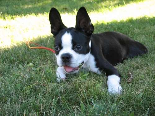 Boston Terrier photo thumbnail 4