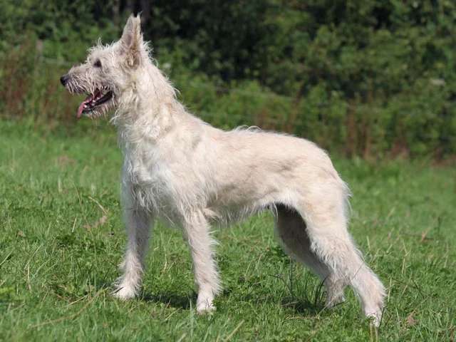 Bouvier des Ardennes photo thumbnail 1