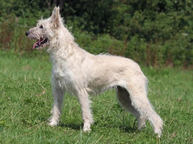 Bouvier des Ardennes - Herding breed known for being Gentle and Intelligent