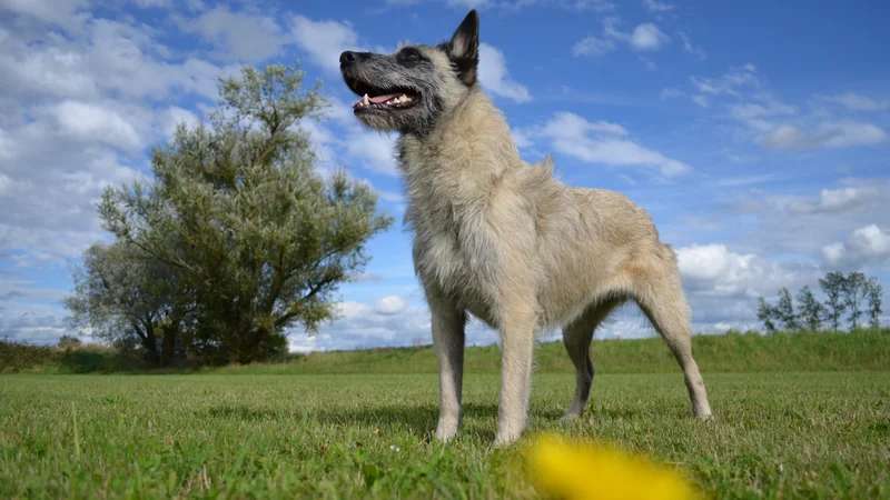 Bouvier des Ardennes photo thumbnail 2