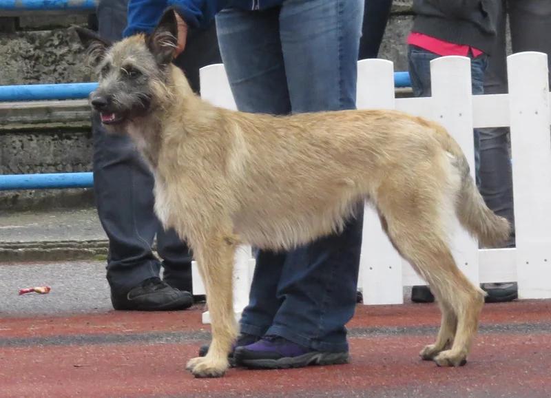 Bouvier des Ardennes, a 91% match to Armant