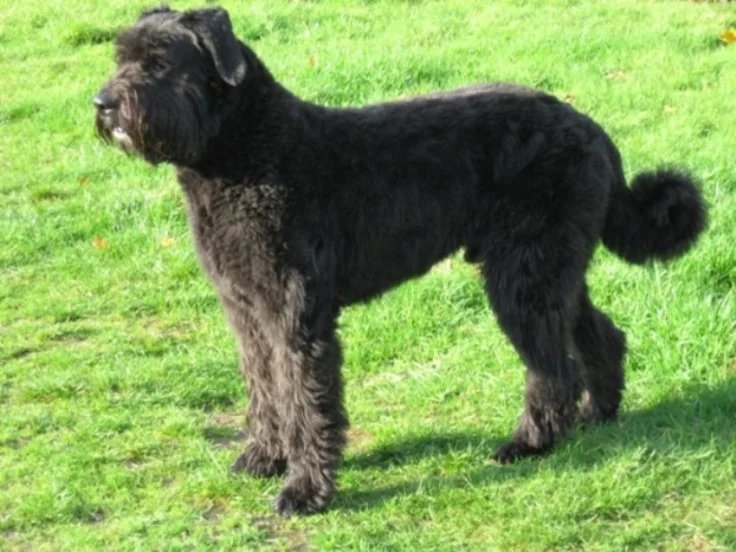 Bouvier des Flandres - Herding breed known for being Calm and Gentle