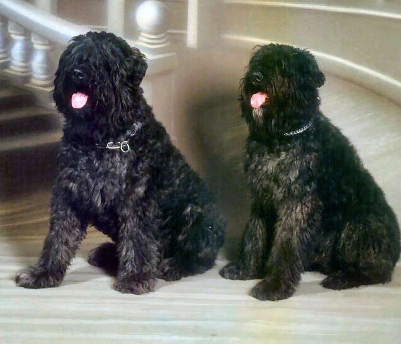 Bouvier des Flandres photo thumbnail 3
