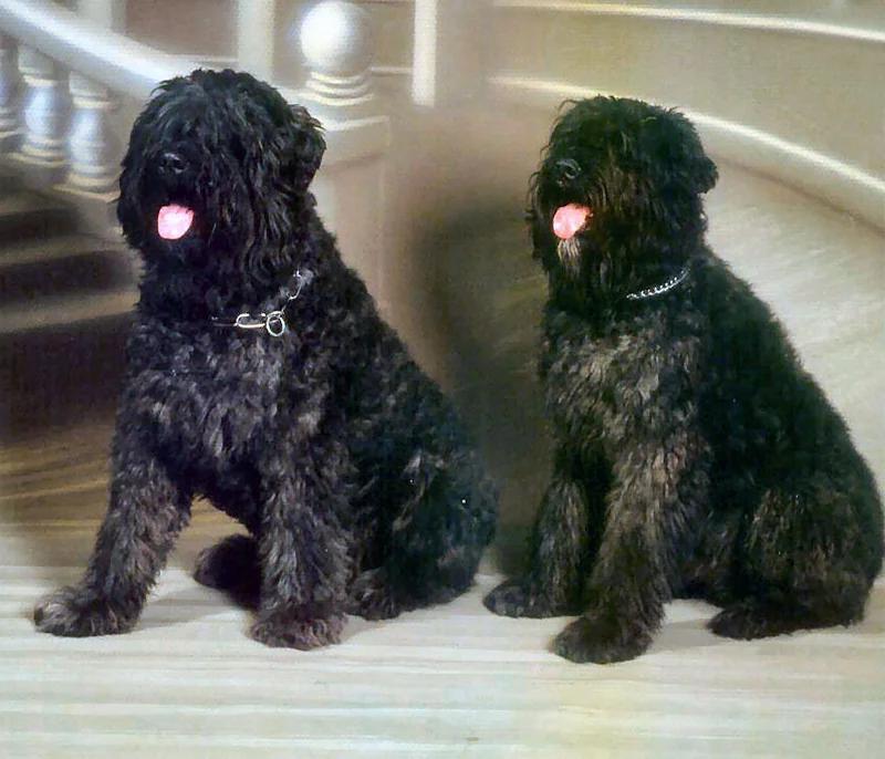 Bouvier des Flandres, a 90% match to Portuguese Sheepdog