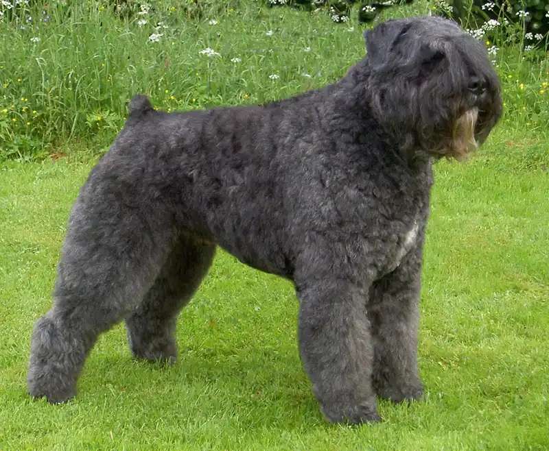 Bouvier des Flandres photo thumbnail 5
