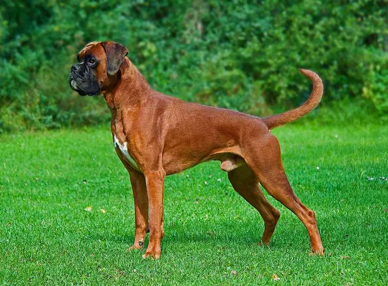 Boxer photo thumbnail 1