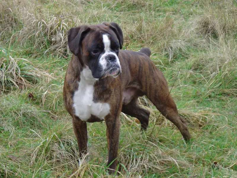 Boxer photo thumbnail 2