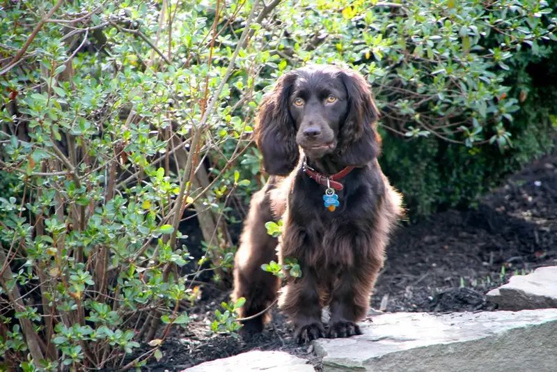 Boykin Spaniel - Sporting breed known for being Affectionate and Energetic