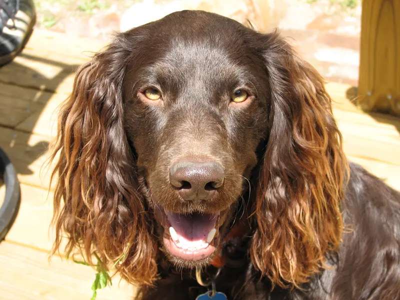 Boykin Spaniel photo thumbnail 3