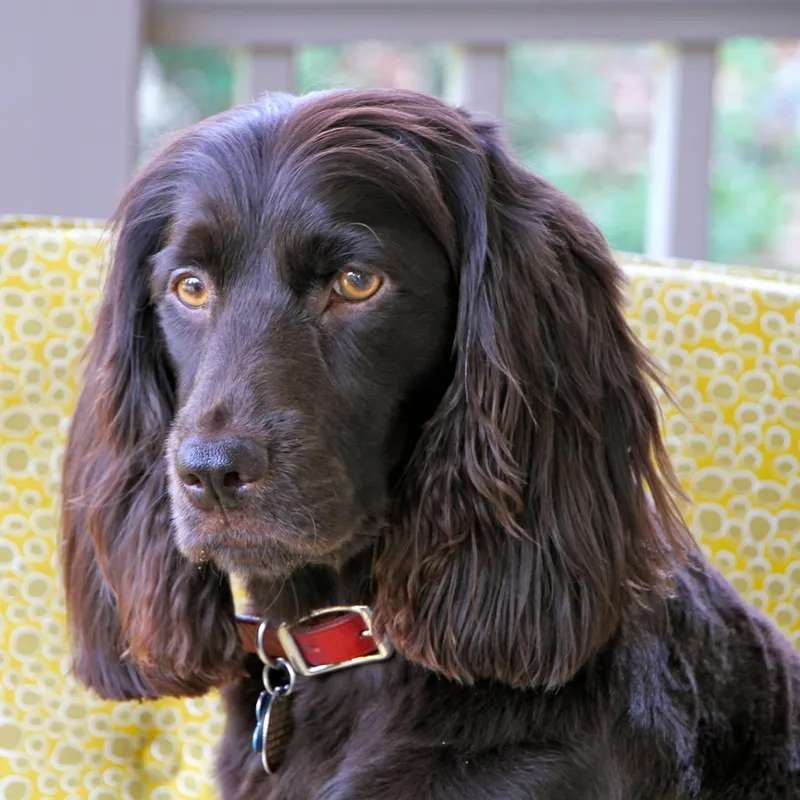Boykin Spaniel photo thumbnail 4