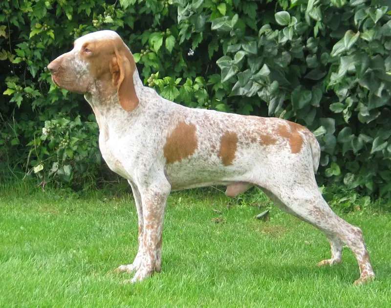 Bracco Italiano photo thumbnail 1
