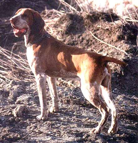 Bracco Italiano photo thumbnail 2