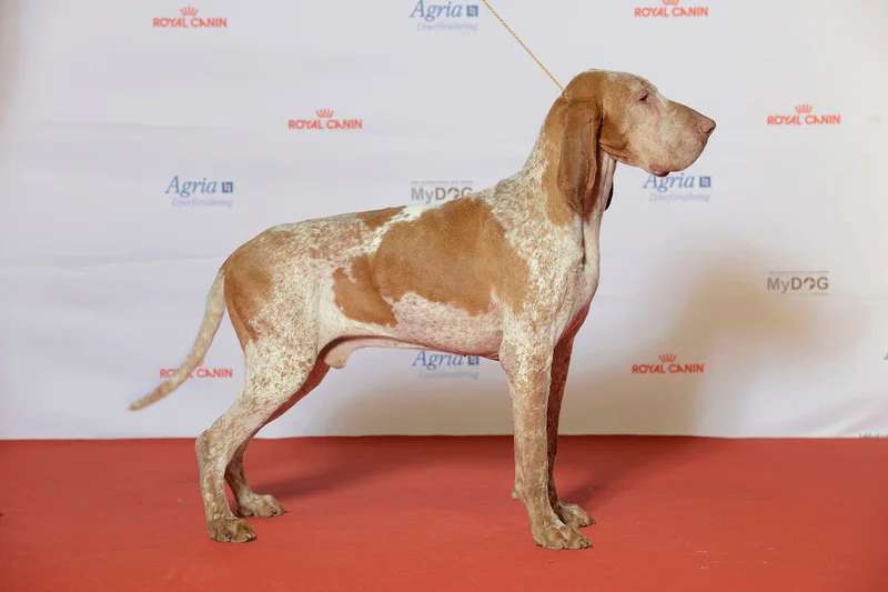 Bracco Italiano photo thumbnail 3