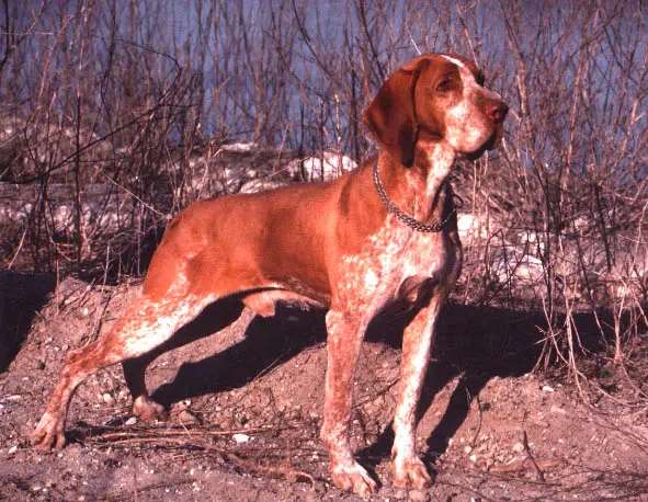Bracco Italiano photo thumbnail 4