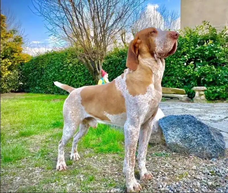 Bracco Italiano, a 89% match to Gordon Setter