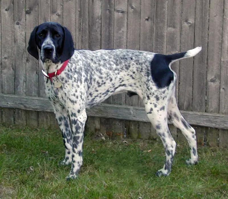 Braque d'Auvergne, a 88% match to Portuguese Pointer