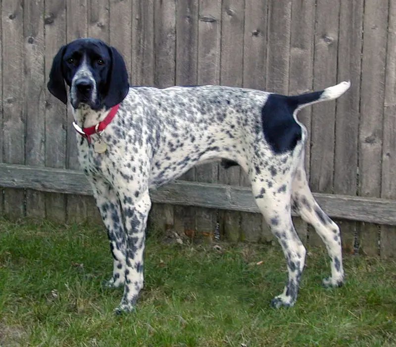 Braque d'Auvergne - Sporting breed known for being Affectionate and Intelligent