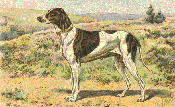 Braque Dupuy - Sporting breed known for being Affectionate and Energetic