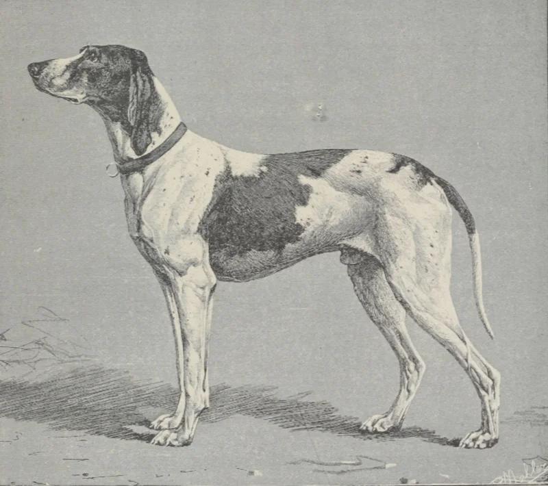 Braque Dupuy, a 89% match to Portuguese Pointer
