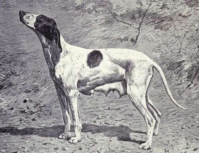 Braque Dupuy photo thumbnail 3