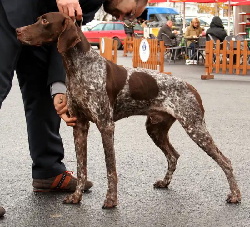 Braque Francais, a 90% match to Wirehaired Pointing Griffon