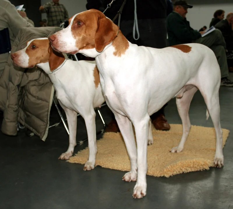 Braque Saint-Germain - Pointing Dogs breed known for being Affectionate and Energetic