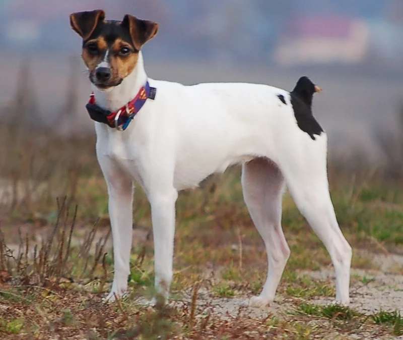Brazilian Terrier photo thumbnail 1