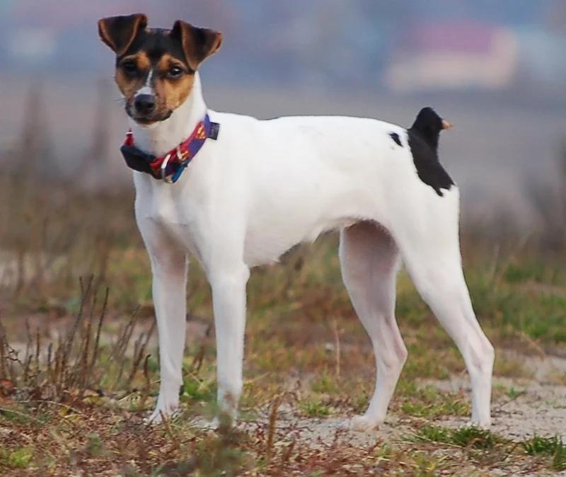 Brazilian Terrier - Terrier dog breed