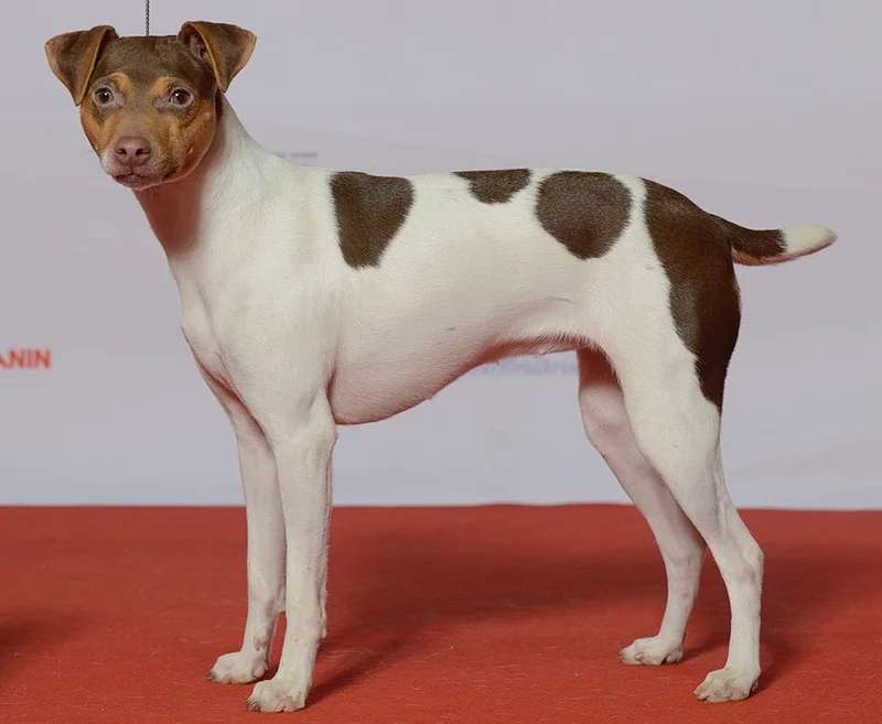 Brazilian Terrier photo thumbnail 2
