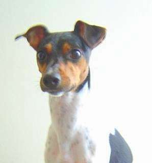 Brazilian Terrier photo thumbnail 5