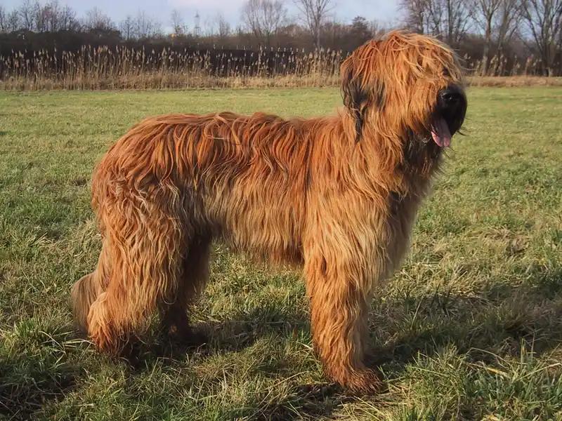 Briard, a 85% match to Austrian Pinscher