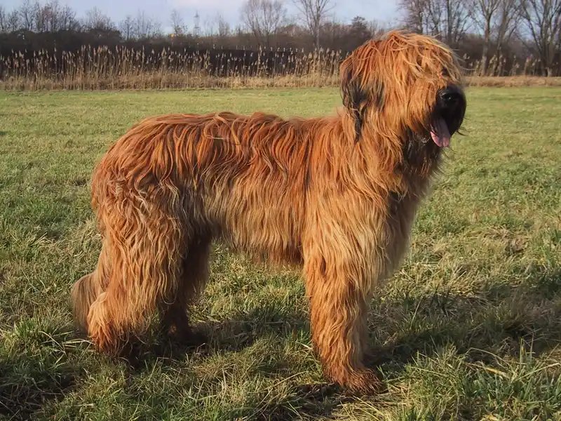 Briard - Herding breed known for being Affectionate and Independent