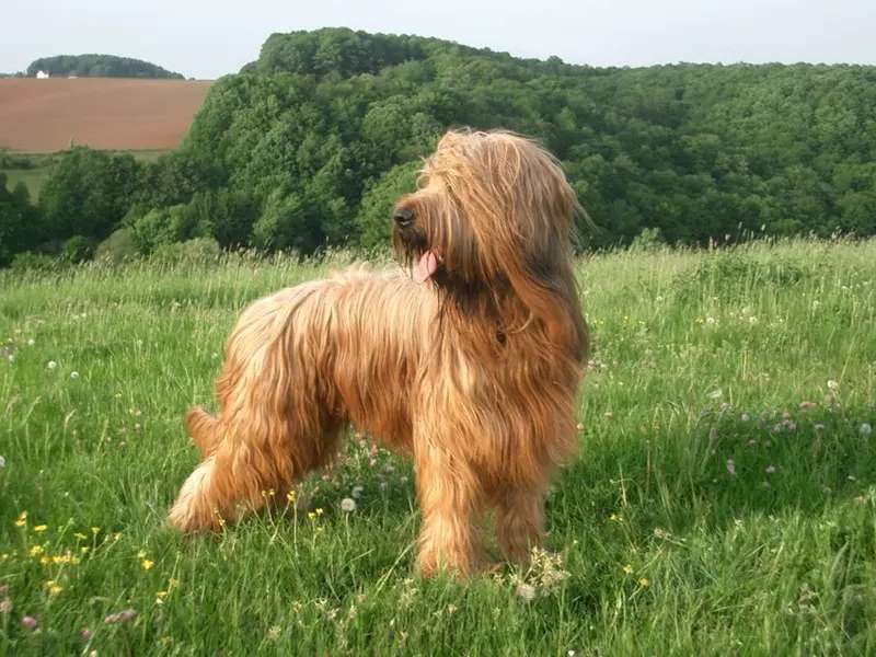 Briard photo thumbnail 2