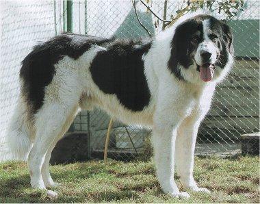 Bucovina Shepherd Dog, a 88% match to Karakachan