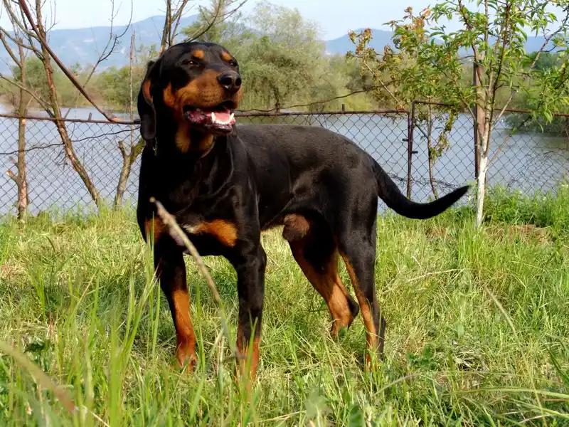 Bulgarian Scenthound - Hound dog breed
