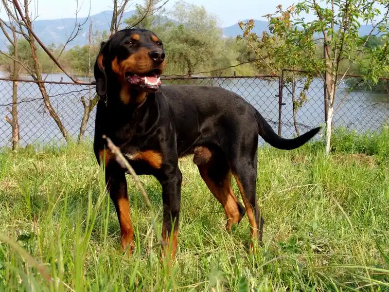Bulgarian Scenthound - Hound breed, Active and Friendly