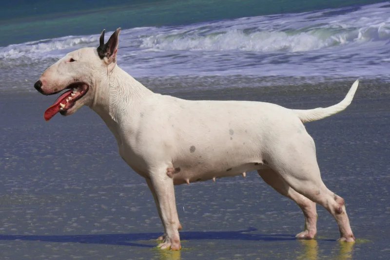 Bull Terrier - Terrier breed known for being Affectionate and Energetic