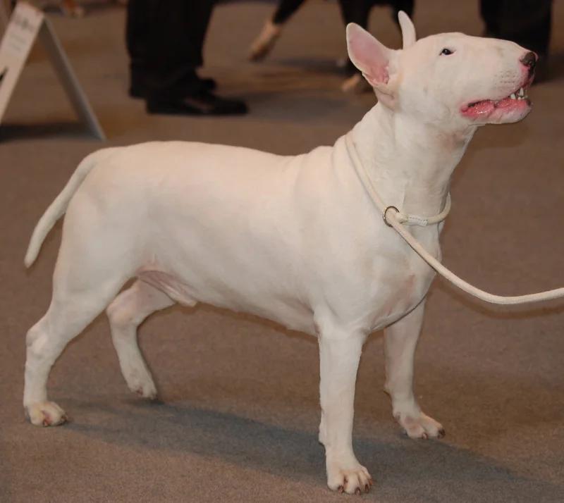 Bull Terrier, a 87% match to Irish Terrier