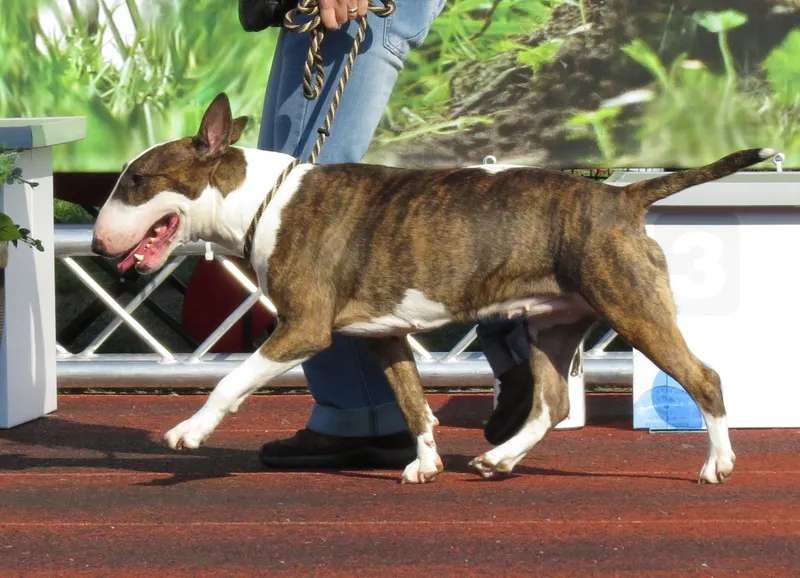 Bull Terrier photo thumbnail 5