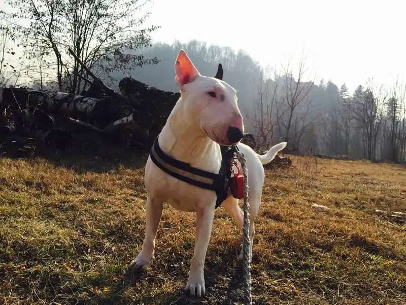 Bull Terrier photo thumbnail 6