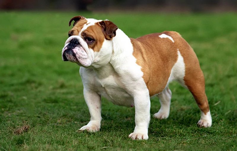 Bulldog - Non-Sporting breed known for being Affectionate and Comical