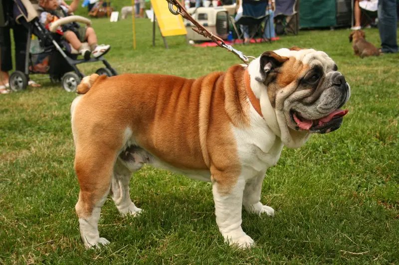 Bulldog - Non-Sporting breed, Affectionate and Comical