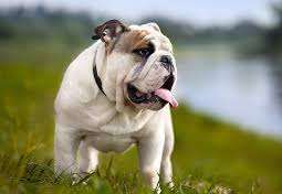 Bulldog photo thumbnail 3