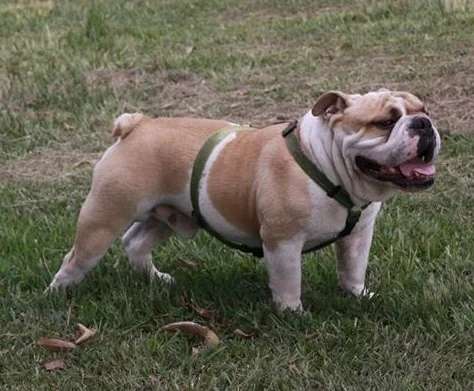 Bulldog photo thumbnail 4