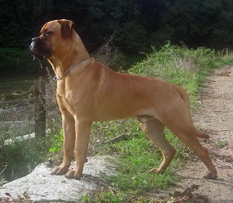 Bullmastiff photo thumbnail 1
