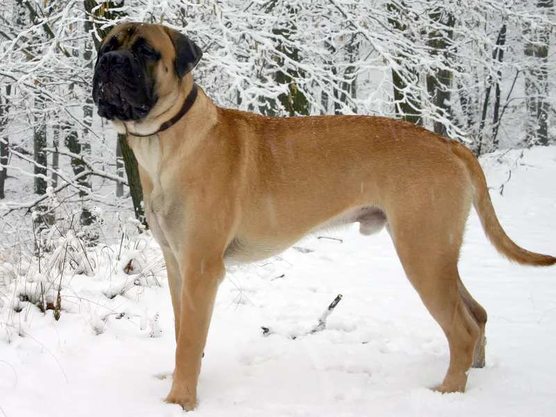 Bullmastiff photo thumbnail 3