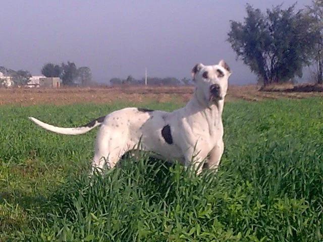 Bully Kutta, a 87% match to Georgian Shepherd